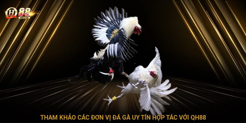 Tham khảo các đơn vị đá gà uy tín hợp tác với QH88
